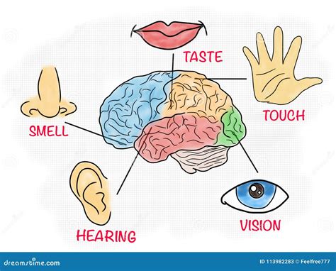 Five Human Senses Educational Poster Stock Illustration Illustration
