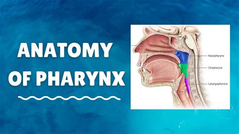 Introduction To Anatomy Of Pharynx Youtube