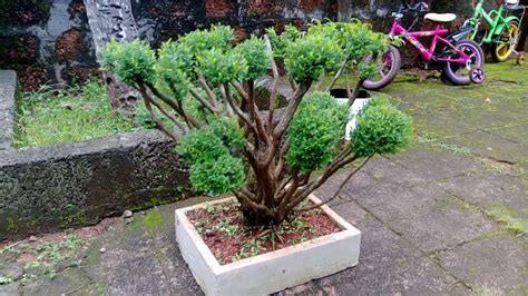 Hedge Plant Converted In To Bonsai Looks Amazing Phyllanthus