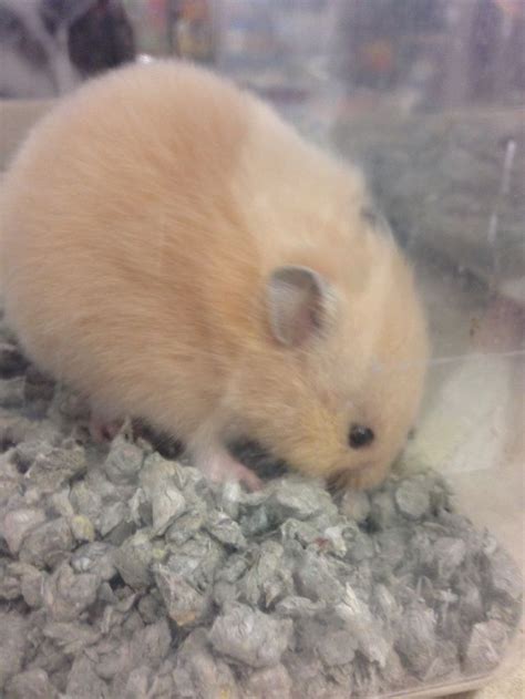 28 Best Hamsters Images On Pinterest Hamster Toys
