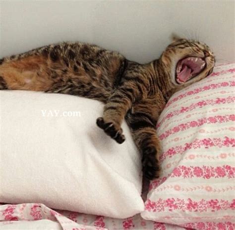 Kalau berobat di mantan ya jadinya kayak gitu. YAYdotcom: Gambar Lucu Kucing Tidur (6 gambar)