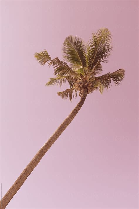 Pink Palm Trees Aesthetic Beach Aesthetic Watch Wallpaper Iphone
