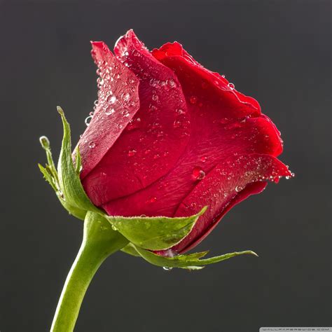 Beautiful Red Rose Drops Of Water Ultra Hd Desktop