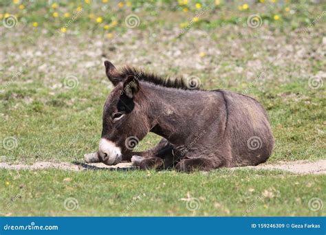 Donkey Is Resting On The Floral Meadow Stock Image Image Of Farming