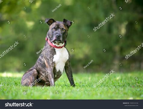 Brindle White Pit Bull Terrier Mixed Stock Photo 1535316134 Shutterstock