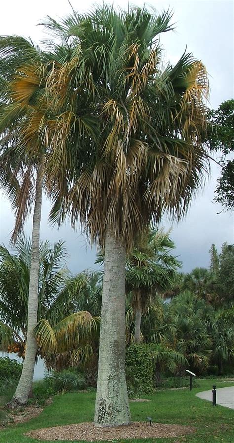 Puerto Rican Hat Palm Tree Sabal Causiarum Massive Fat Concrete Trunk