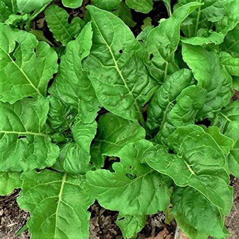 Swiss Chard Perpetual Spinach Heirloom 50 Seeds Non Gmo