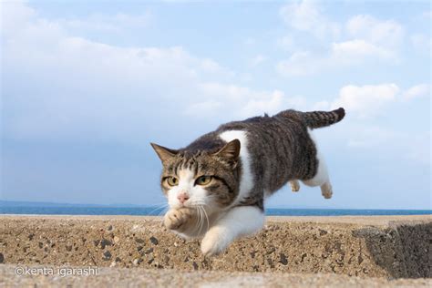 離島でジャンプするネコの姿をたっぷり収録！五十嵐健太さんの新作写真集『飛び猫 にゃんこ島編』 Cat Press