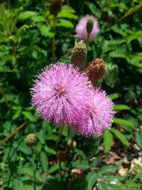 Maybe you would like to learn more about one of these? The Florida native Sunshine mimosa (Mimosa strigillosa) in ...