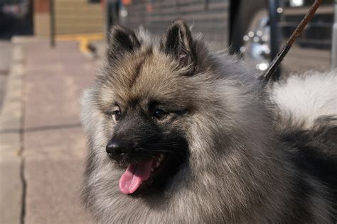 Keeshond Dog Breed Information All About Dogs
