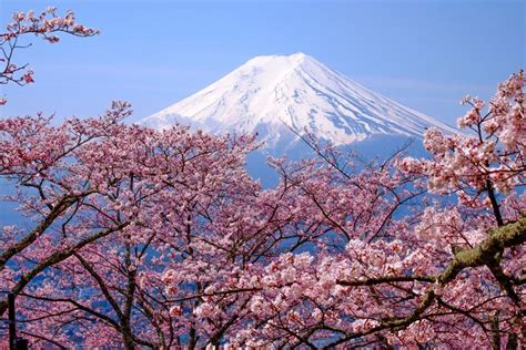 5 Spots Which Have Late Blooming Cherry Blossoms In Niigata Nagano And