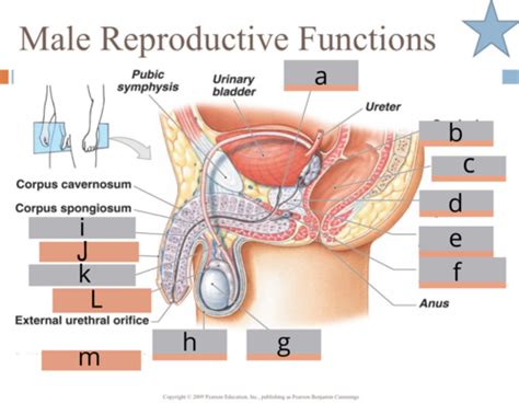 Chapter 27 Male Reproductive System Flashcards Quizlet