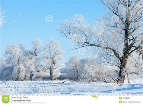 Winter Frost Stock Photo Image Of Christmas Morning 121121090