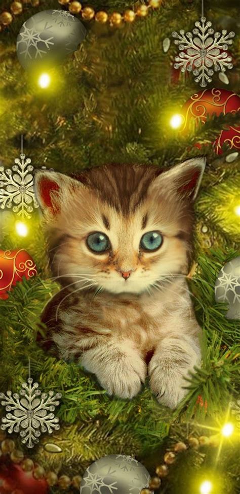Christmas Kitty Wallpaper By Nikkifrohloff D1 Free On Zedge™ Cute