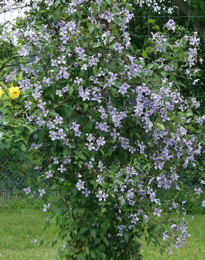 Check spelling or type a new query. Clematis viticella Chatsworth - Friedrich M. Westphal ...