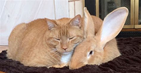 However, some people may experience problems and it is always wise to know what signs to look out for and steps to take to try and prevent any problems occurring. Friendship Goals: Cat And Rabbit Snuggle Plus They Look ...