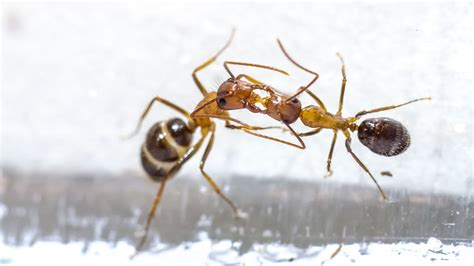 What is the area of the red region if the angle of bigger mouth is double of the smaller mouth? An ant's kiss may hide a sneaky form of communication ...