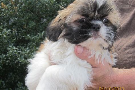 These boys are going to be a stunners all grown up. Shih Tzu puppy for sale near Nashville, Tennessee ...