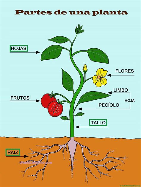 Las Plantas Y Sus Partes Cursos Online Web