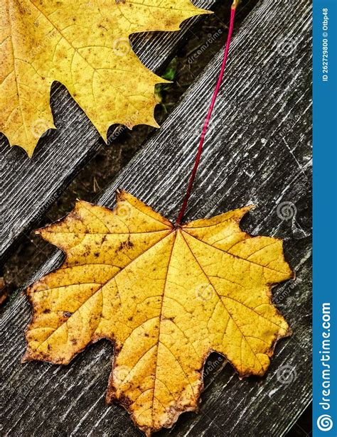 Autumn Leaves On Wood As Nature Background Stock Photo Image Of