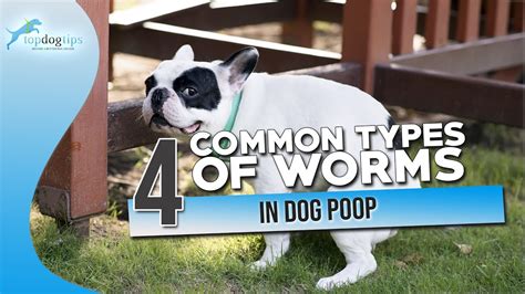 Finding Worms In Dog Poop Check Out Our Guide To Dog Parasites Vlr