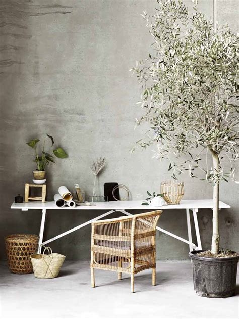 Olive trees make beautiful additions to any property, whether they're used to add a striking visual in a garden or planted in an orchard to produce olives for consumption. The Plant of 2017: Indoor Olive Tree - Thou Swell