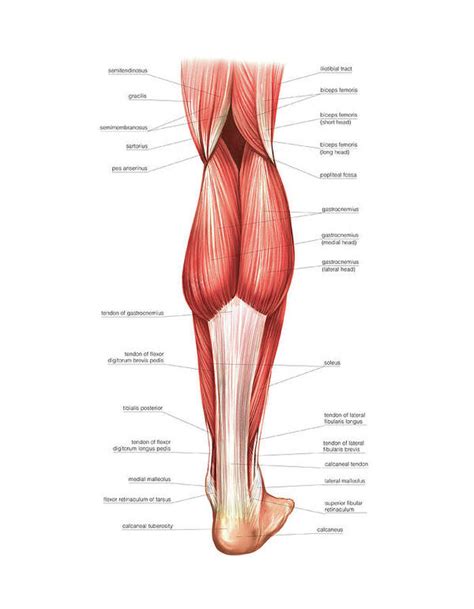 Muscles Of The Leg And Foot Art Print By Asklepios Medical Atlas