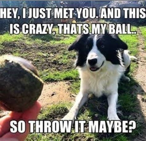 14 Funny Border Collie Memes That Will Make You Laugh Page 2 Of 3