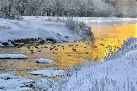 Winter Golden Sunset And Fog Over River Where Ducks Floating Stock