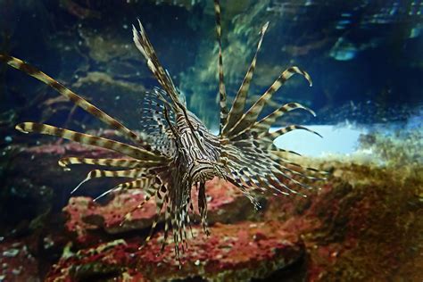 30 Spectacular Lionfish Facts That Will Surely Stun You