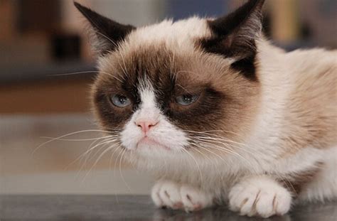 Who Is Grumpy Cat Hollywoods Next Big Star