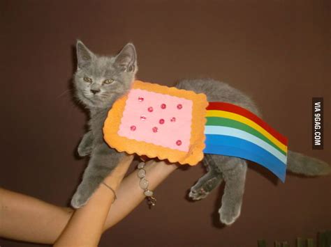 Nyan Cat In Real Life Mister Floppy 9gag