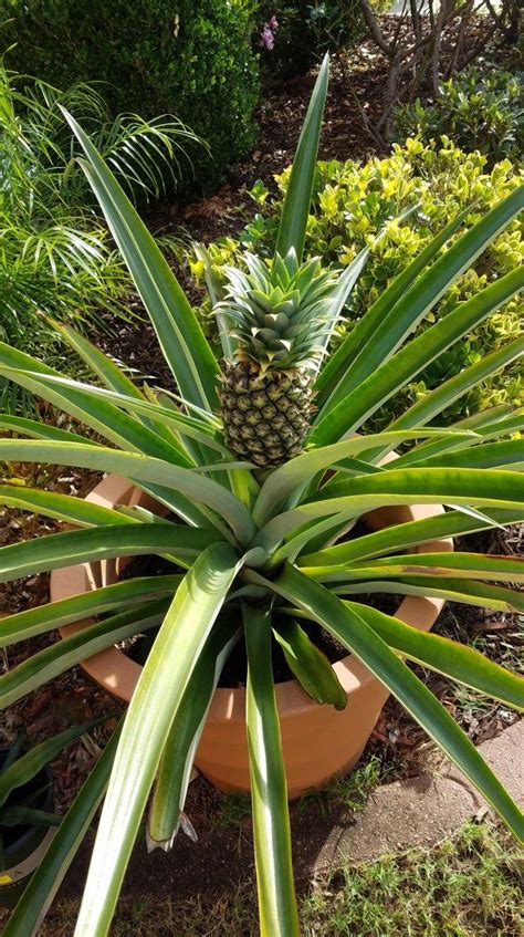 Im Growing A Pineapple Organicallyhere Is My Journey So Far
