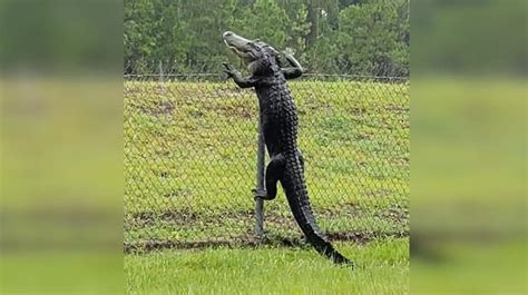 Alligator Scales Fence Boing Boing