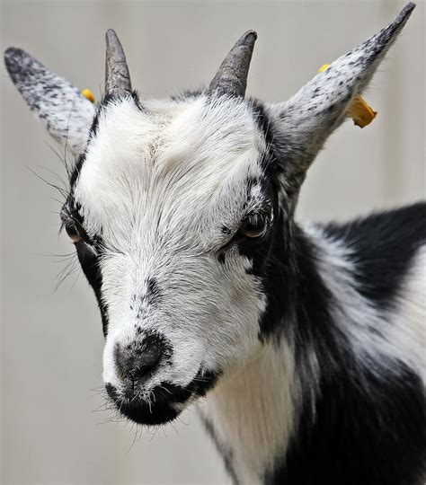 Hd Wallpaper Black And White Goat Photo Kid Domestic Goat Cute