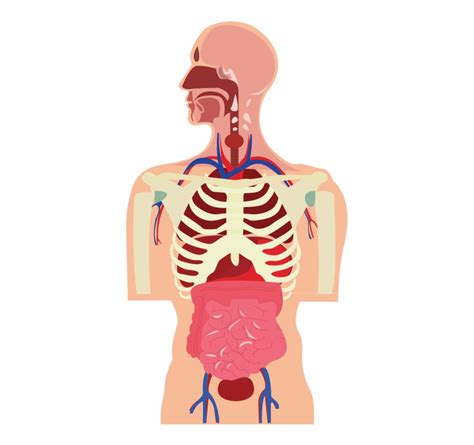 Image Human Body With Organs Cartoon Transparent Png Download