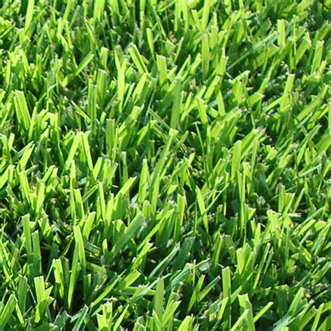 In fact, some manufacturers of artificial grass are offering over ten years guarantee that the carpet will not fade or tear under the right conditions. empire zoysia | Turfman Brisbane - turf specialist
