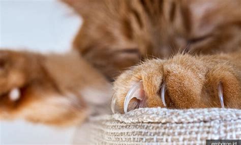 ֎ Kucing Garfield: Wajib Diketahui Sejarah, Sifat, Karakter dan 5 Cara