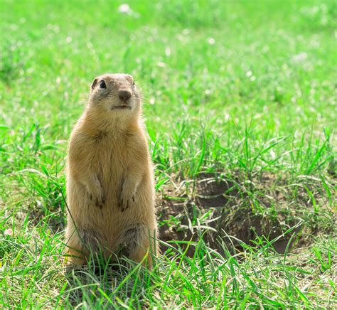 Gopher Definition And Meaning Collins English Dictionary