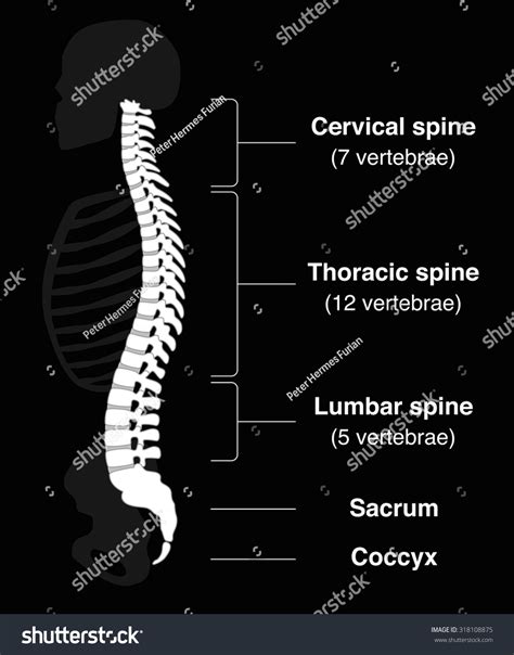 The inside parts of a bone are hollow. Human Backbone Names Spine Sections Numbers Stock Vector ...