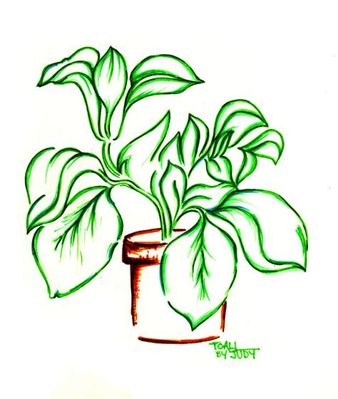 Plant Drawing By Judith Herbert Fine Art America