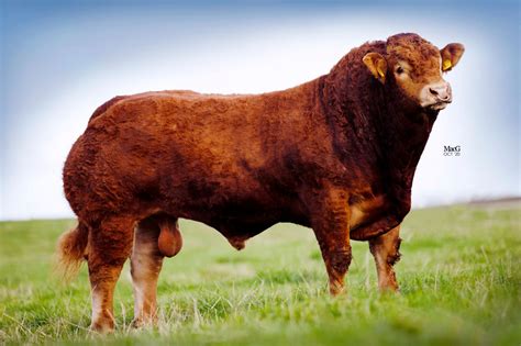 Limousin Bulls For Sale Macgregor Photography