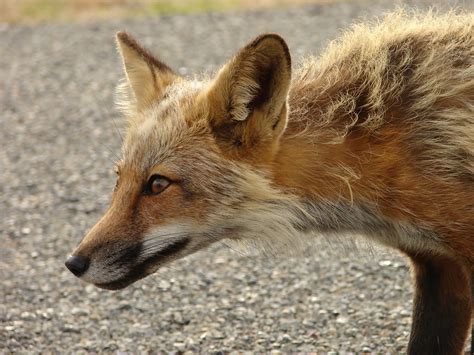 Red Fox Profile Sheryl Flickr