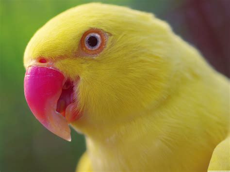 Yellow parrot wallpapers and images - wallpapers, pictures, photos
