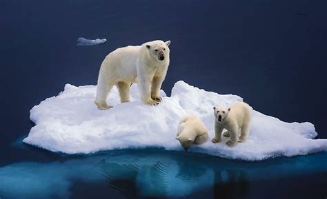 Aumento del nivel del mar y de la temperatura global y del mar, hielos, glaciares y polos se derriten, lee más. Cambio climático: El Ártico lanza una llamada de socorro ...