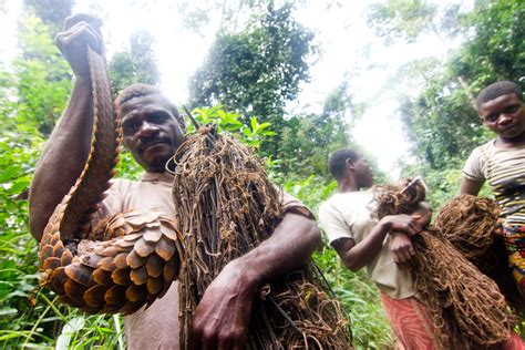 Baka Pygmy People The Renowned Pygmy People Of Cameroon Gabon And