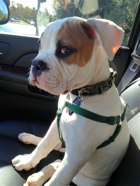 Our frenchies produced are blue, chocolate, lilac, lilac and tan, pied, brindle and blue and tan french bulldog puppies. American bulldog, Clyde, 3 months #bulldogbreeds ...
