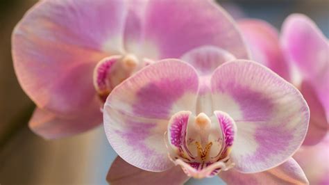What S The Easiest Way To Grow Orchids Chicago Tribune