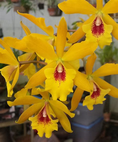 Orchid Mystique Orchid Society Grows A Legacy
