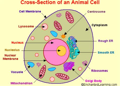What Are The Materials And Steps To Make An Animal Cell Model Cant